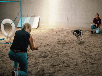 gevorderdencursus-honden-training-op-maat-min